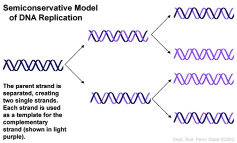 semiconservative definition